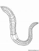 Earthworm Worm Bestcoloringpages Focus sketch template