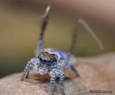 spiders gifs find share  giphy