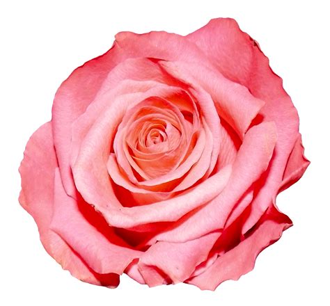 rose png image purepng  transparent cc png image library