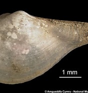 Afbeeldingsresultaten voor "cuspidaria Obesa". Grootte: 176 x 185. Bron: naturalhistory.museumwales.ac.uk