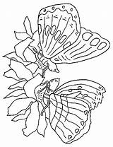 Kolorowanki Motylami Wydruku Motyle sketch template