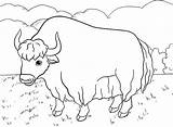 Yak Coloring Himalayan Pages sketch template