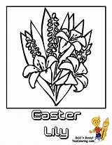 Coloring Easter Flowers Pages Flower Lily Comments sketch template