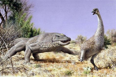 artist s impression scientists say the genyornis became