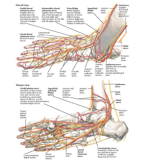 anatomy  foot nerves  arteries anatomy pediagenosis