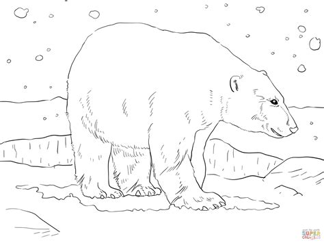 adult polar bear coloring page  printable coloring pages