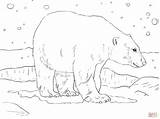 Polar Bear Coloring Adult Pages Salmon Bears Printable Supercoloring Brown Main Catch Skip Super Public sketch template