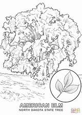 Coloring Tree Massachusetts Dakota North Pages State Drawing Symbols Printable Mexico Hawaii California Acacia Getcolorings Kids Color Categories Perspective Supercoloring sketch template