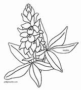 Bluebonnet Texas Clipart Coloring Drawing Bluebonnets Blue Bonnet Svg Line Flower State Pages Clip Tattoo Drawings Silhouette Peas Colouring Cute sketch template