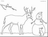 Coloring Mule Pages Deer Reindeer Realistic Head Getcolorings Printable Print Color sketch template