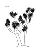 Coloring Tree Joshua Trees Pages Desert Ws sketch template