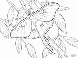 Moth sketch template