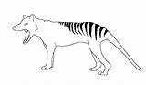 Thylacine Lineart Tasmanian Mammals sketch template