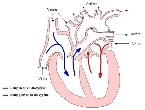 chapitre 5 la circulation sanguine mes cours en svt