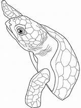 Turtle Loggerhead Coloring Tortue Ocean Dessin Coloriage Info Turtles Gif sketch template