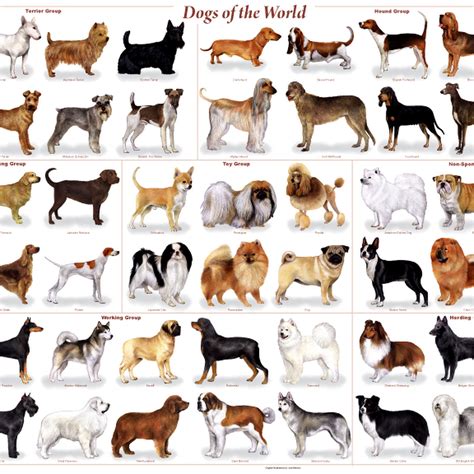 razas de perros diferentes razas de perros sus origenes sus images images
