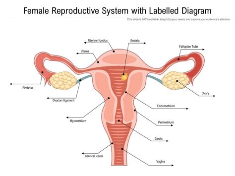 female reproductive system  labelled diagram  graphics