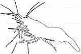 Shrimp Drawing Mantis Prawn Outline Line Getdrawings sketch template
