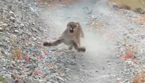 video cougar follows man running near provo for 6 minutes