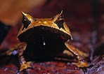 Image result for "hystrichaspis Fruticata". Size: 148 x 106. Source: www.junglekey.fr
