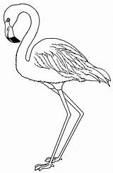 Flamingo Moldes Festa Flamingos Desenho Molde Comofazeremcasa sketch template