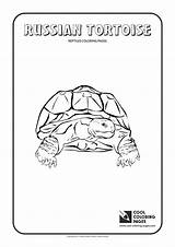 Coloring Tortoise Russian Pages Cool Print Reptiles sketch template