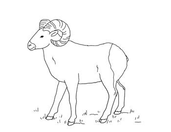 bighorn sheep coloring page  mama draw  tpt