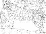 Tiger Bengal Coloring Standing Pages Drawing Color Tank Printable Aubie Template Drawings Tigers Designlooter Side 1536px 52kb 2048 Sketch Click sketch template