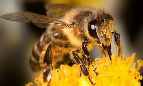 bees have worked out ingenious defence against hornets their greatest