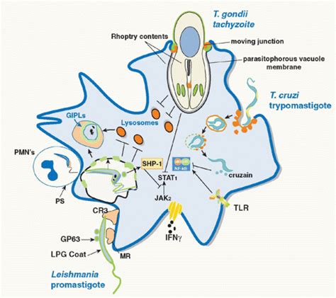 The Immune Response To Parasites Oncohema Key