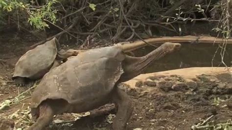 Diego The Giant Tortoise Had So Much Sex He Saved His Entire Species