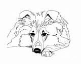 Sheepdog Sheltie Shetland Lassie Getdrawings Retouch Shelties Designlooter sketch template