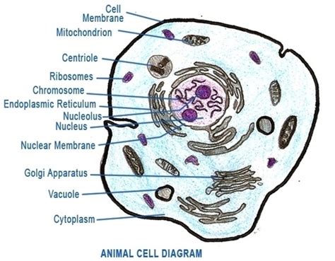 labeled animal cell diagram anatomy system human body anatomy diagram  chart images