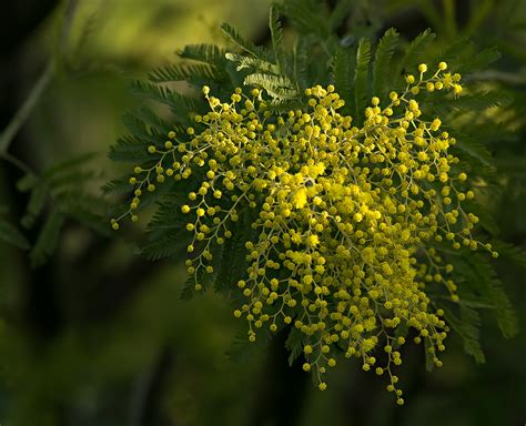 die mimose ist bereit foto bild pflanzen pilze flechten baeume