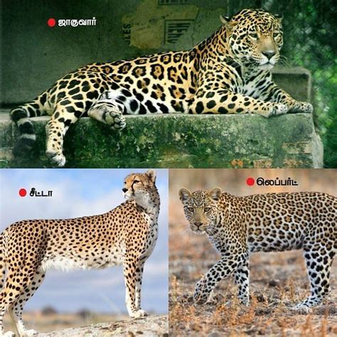 spot  difference   cheetah  leopard   jaguar porn sex picture