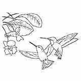 Coloring Pages Hummingbird Humming Bird Toddler Articles sketch template