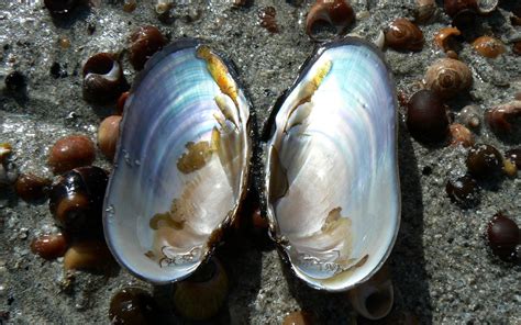 kilchoan diary pearl mussels