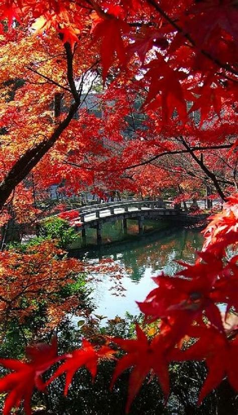 autumn at the aikan do temple pond in kyoto japan beautiful places around the world escenas