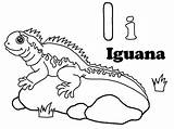 Iguana Iguanas Kolorowanki Dzieci Iguane Coloreardibujosgratis Bestcoloringpagesforkids sketch template