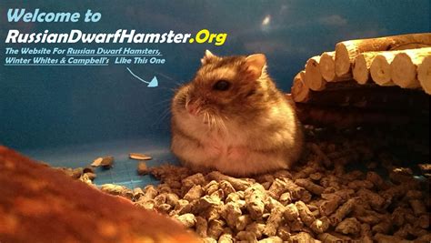russiandwarfhamster the website for russian dwarf hamsters