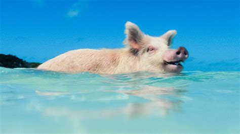 swimming pigs  big majors spot   exumas bahamas