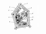 Vegetal Celula Célula Dibujo Rotular Futuro Educamos Celulas Calcar Vegetales Completar Visitar sketch template