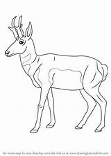 Pronghorn Draw Step Drawing Wild Animals Mammal Drawingtutorials101 Previous Next Getdrawings Learn Tutorials sketch template