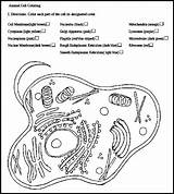 Cell Animal Coloring Worksheet Plant Cells Key Worksheets Diagram Labels Color Drawing Answers Science Parts Nervous System Pages Cytology Sheet sketch template