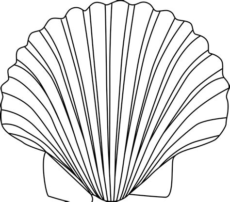 shell outline   shell outline png images