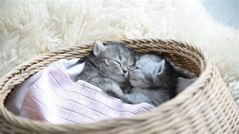 Cute Tabby Kittens Sleeping And Stock Footage Video 100
