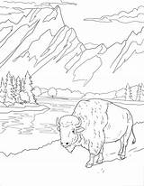 Teton Wyoming Bison Yellowstone Parks Supercoloring Books sketch template