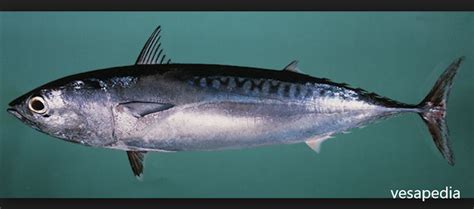 mengenal ikan layang  karakteristiknya vesapedia farmers