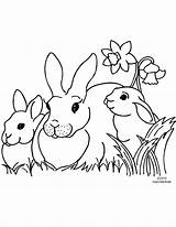 Rabbit Coloring Bunny Pages Drawing Printable Rabbits Clipart Kids Bunnies Family Running Daffodil Animals Easter Cartoon Clip Colour Color Print sketch template