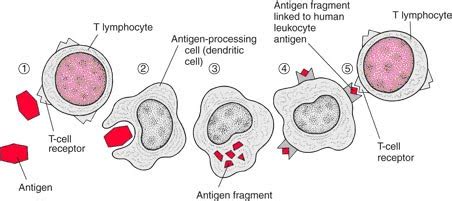 bagaimana limfosit mengenali antigen terapi sehat info kesehatan